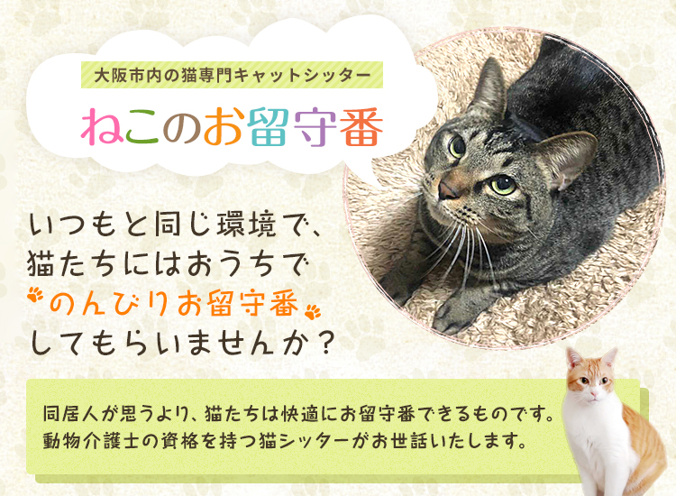 大阪のキャットシッター(猫専門ペットシッター)のことならねこのお留守番《大阪市西区、中央区、阿倍野区、天王寺区》