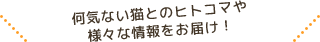 何気ない猫とのヒトコマや様々な情報をお届け！